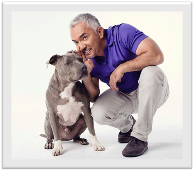 Win a Chance to Train Your Dog with Cesar Millan and